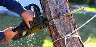 Best Tree Removal Services  in Normandy, MO